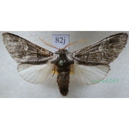 Drymonia querna (Denis & Schiffermüller, 1775) male Dąbrówka dębowa Czech82j